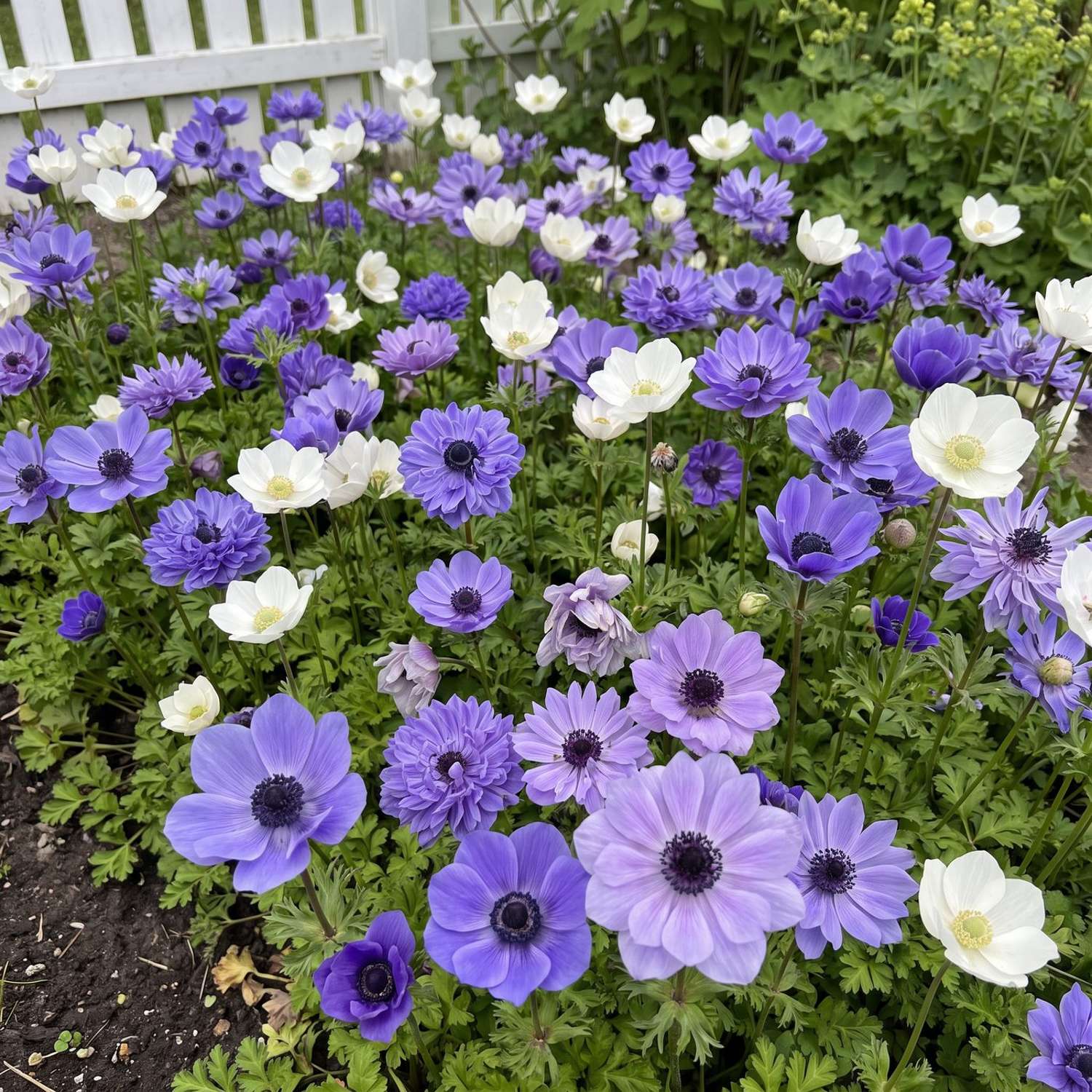 Valmis kukkapenkki 'Nordic Blue' (1 m²)